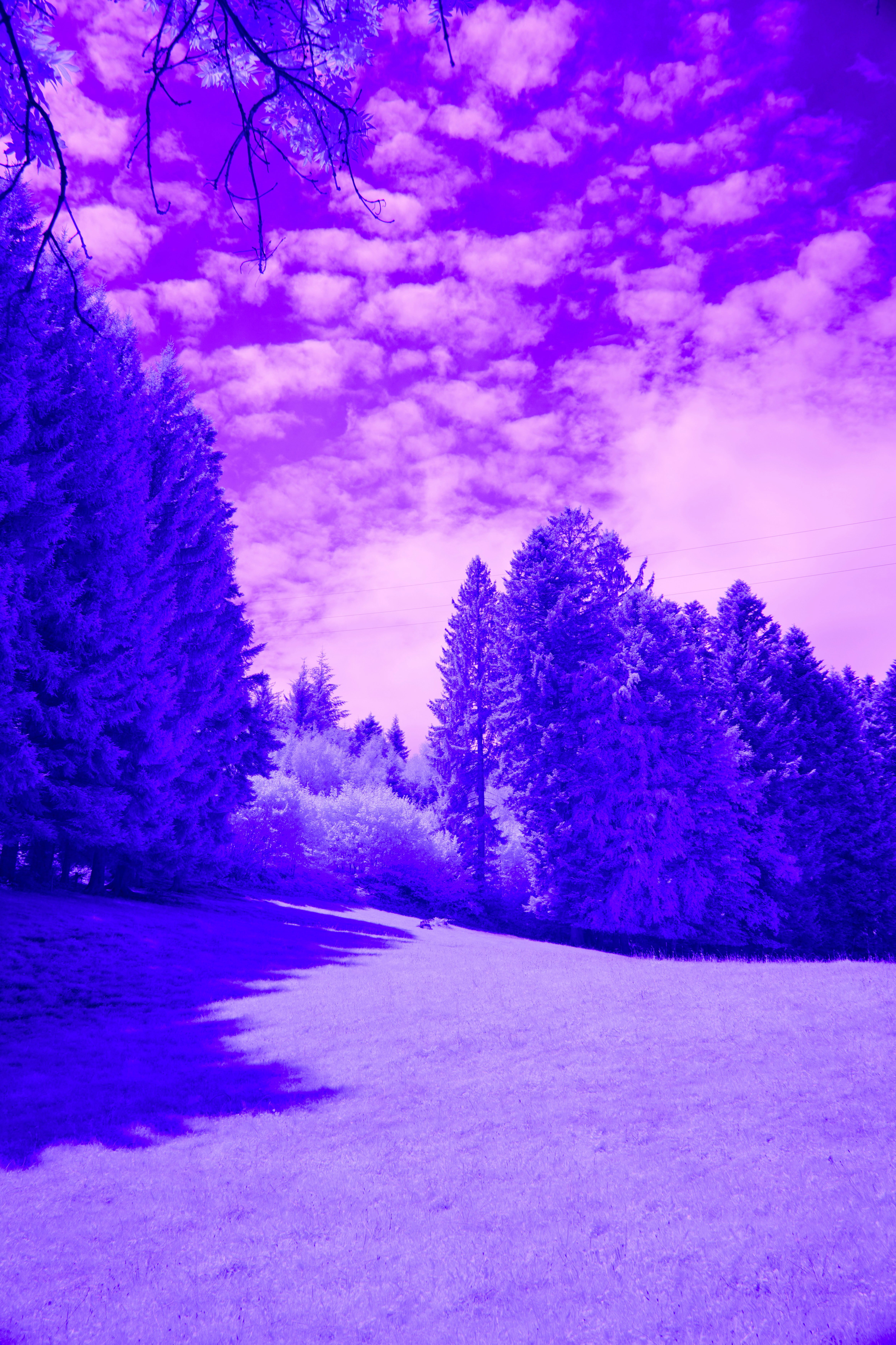 Photo by wolfgang_hasselmann