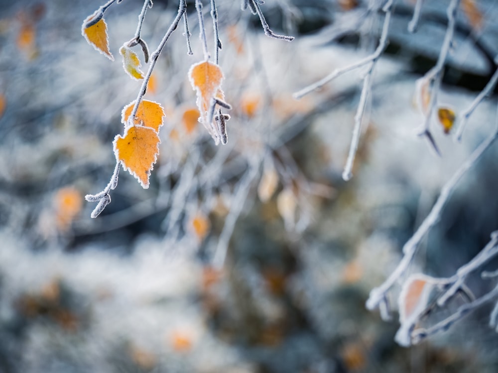 a close up of a branch with yellow leaves