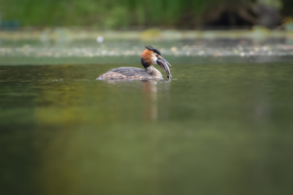 a bird is sitting on a rock in the water