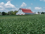 A sprawling green farm with a classic red barn under a bright blue sky.