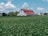 A large red-roofed barn with white walls stands in the midst of a vast green field under a partly cloudy blue sky. Surrounding the barn are other farm buildings, and trees can be seen in the background.