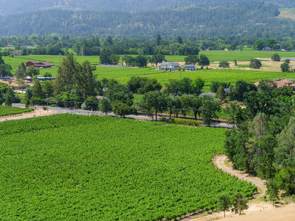 an aerial view of a lush green field