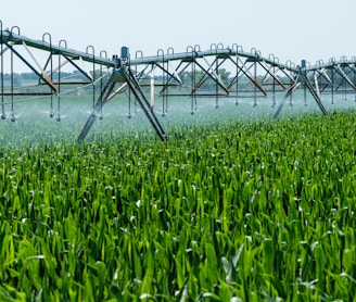 a sprinkler spraying water on a green field