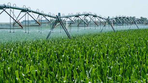 a sprinkler spraying water on a green field