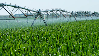 Close-up of healthy crops being protected by a gentle spray of pesticide in a bright field.