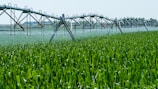 a sprinkler spraying water on a green field
