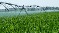 A lush green field of crops is being irrigated by a large, metal sprinkler system that spans the width of the image. It is spraying water evenly across the plants under a clear blue sky.