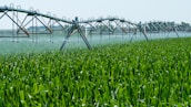 A lush green field of crops is being irrigated by a large, metal sprinkler system that spans the width of the image. It is spraying water evenly across the plants under a clear blue sky.