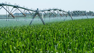 Close-up of modern drip irrigation system watering green crops in a sunny field