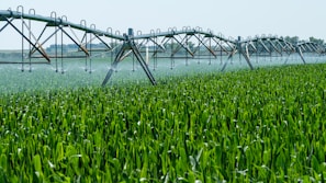 a sprinkler spraying water on a green field