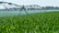 A lush green field of crops is being irrigated by a large, metal sprinkler system that spans the width of the image. It is spraying water evenly across the plants under a clear blue sky.