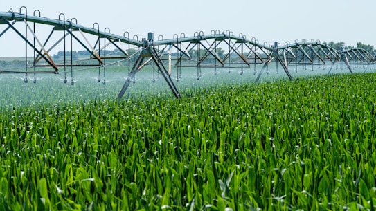 A lush green field of crops is being irrigated by a large, metal sprinkler system that spans the width of the image. It is spraying water evenly across the plants under a clear blue sky.