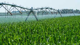 A lush green field of crops is being irrigated by a large, metal sprinkler system that spans the width of the image. It is spraying water evenly across the plants under a clear blue sky.