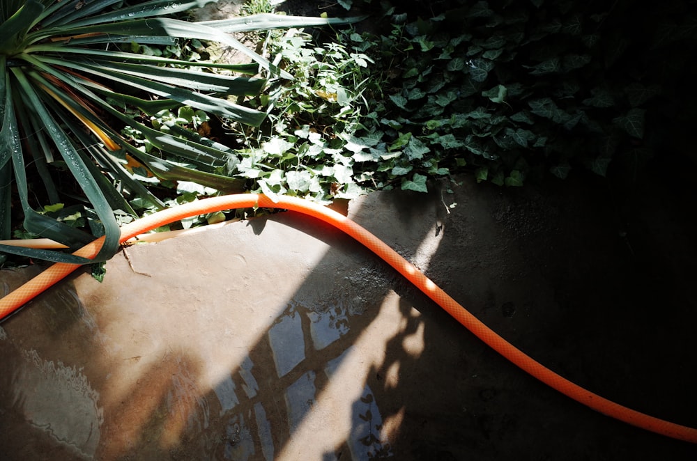 an orange hose connected to a green plant