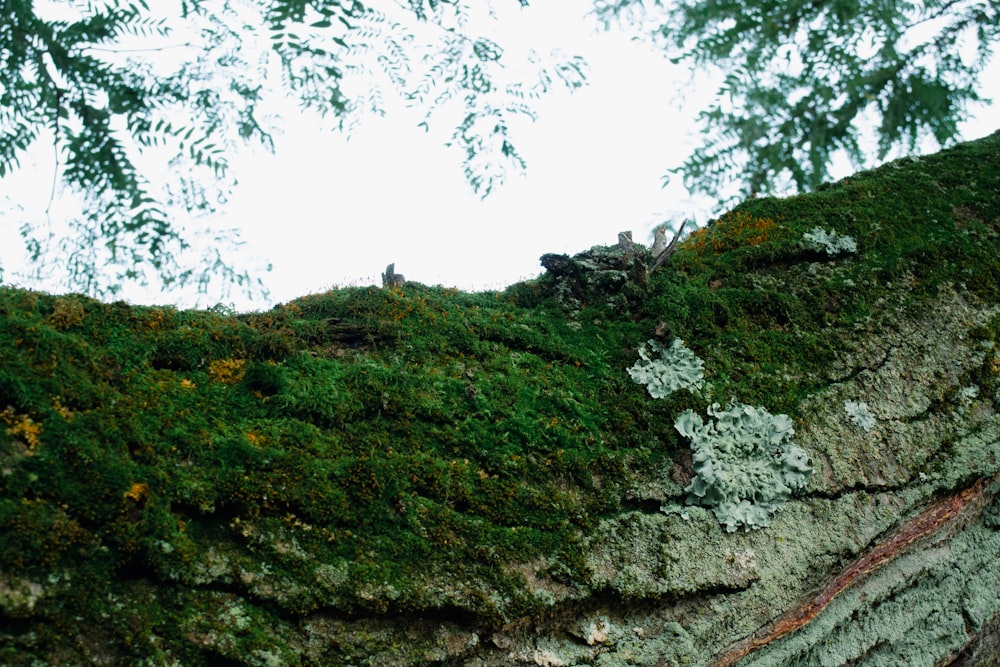 a bird perched on top of a moss covered cliff