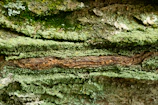 A close-up of vibrant moss and lichen on ancient tree bark, highlighting biodiversity.
