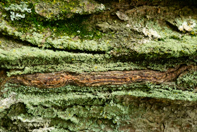 A close-up of vibrant moss and lichen on ancient tree bark, highlighting biodiversity.