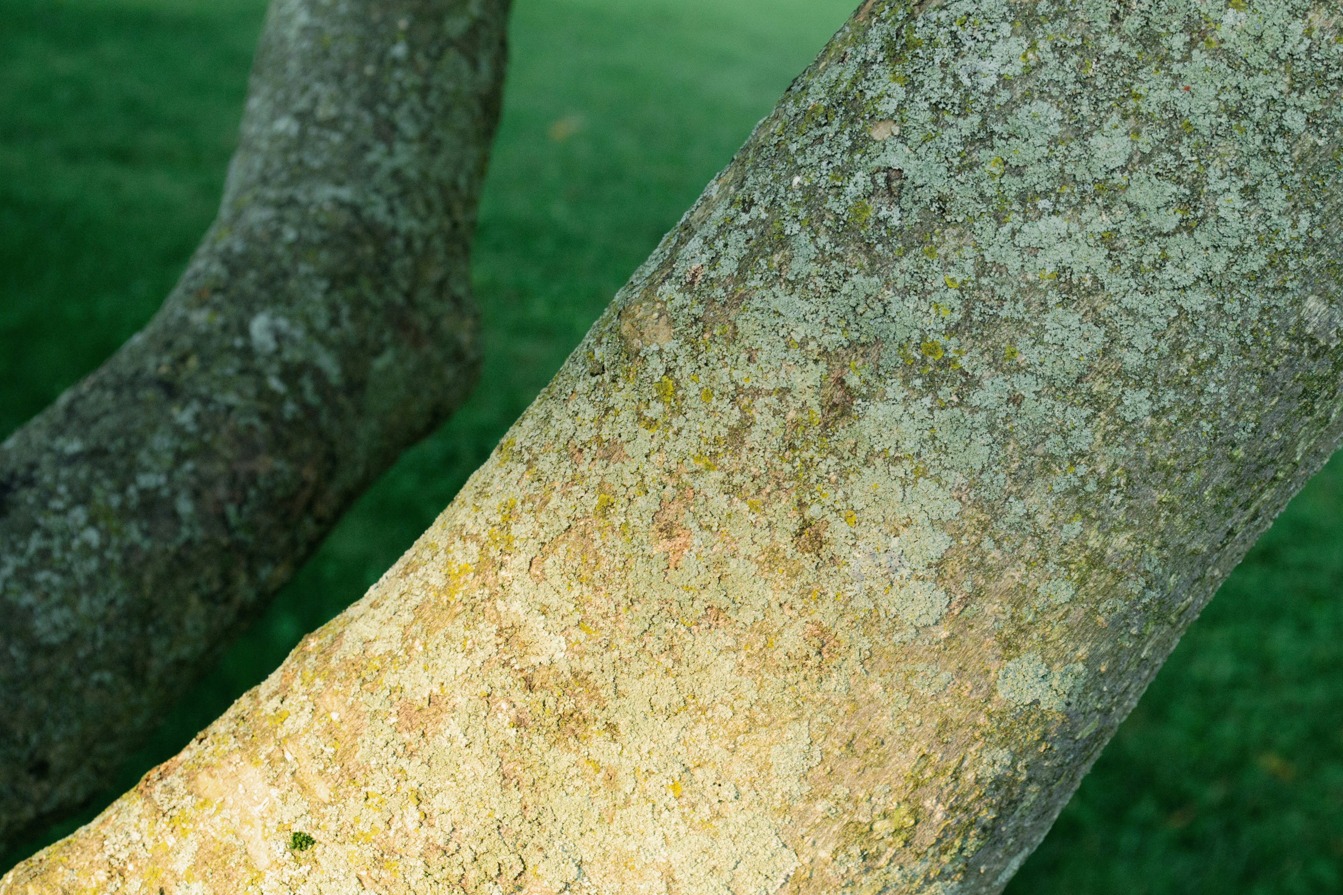 a close up of a tree trunk with grass in the background