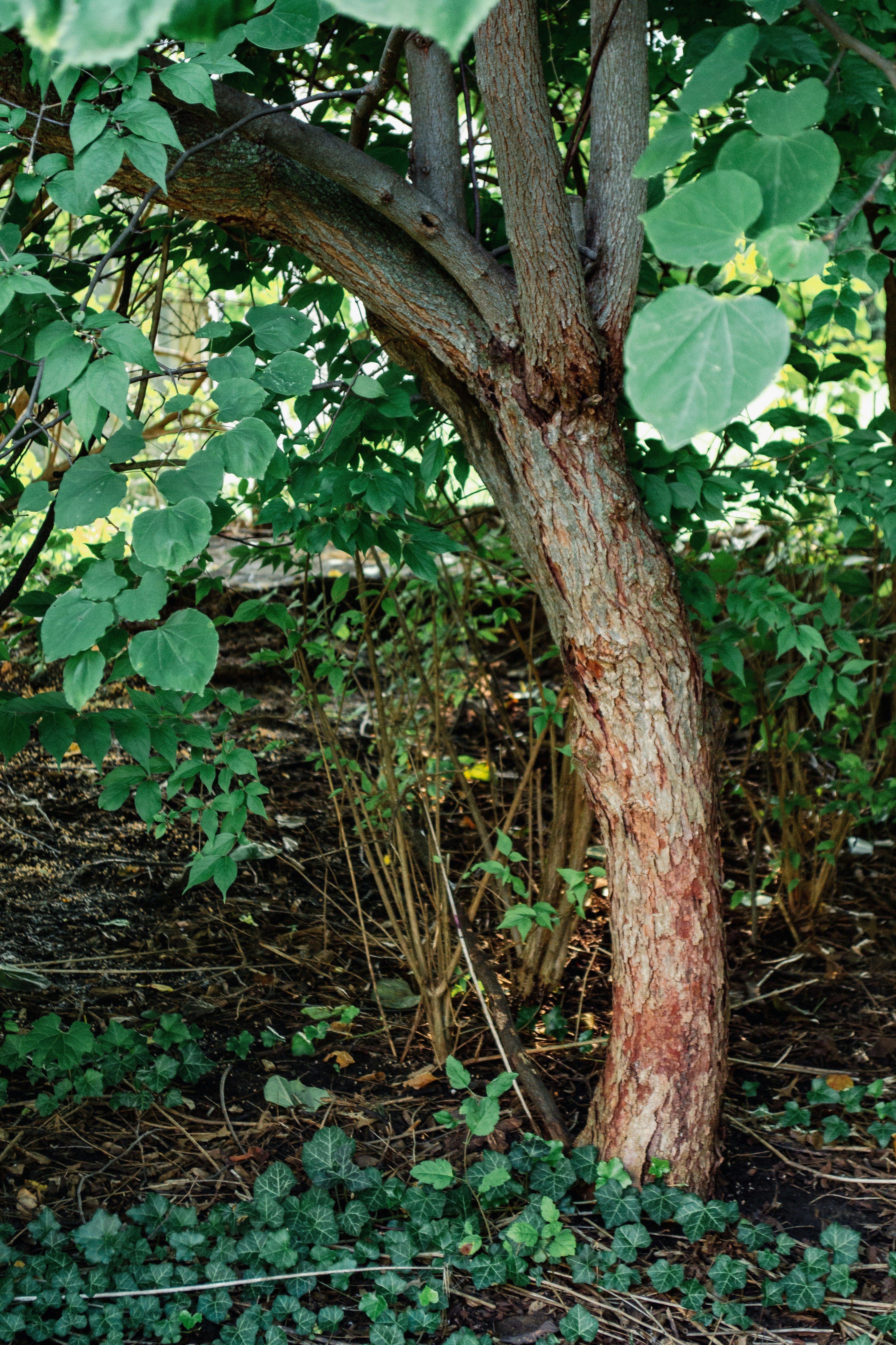 A red fire hydrant sitting next to a tree photo – Free Tree Image on ...