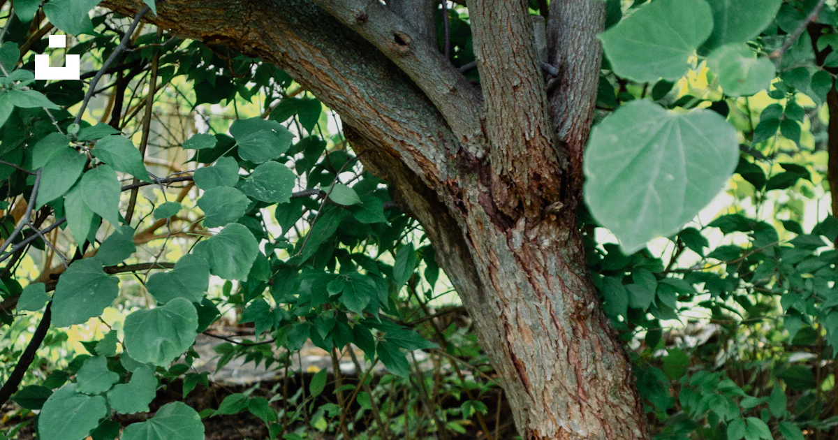 Hydrant Tree A red fire hydrant sitting next to a tree photo – Free Tree Image on ...
