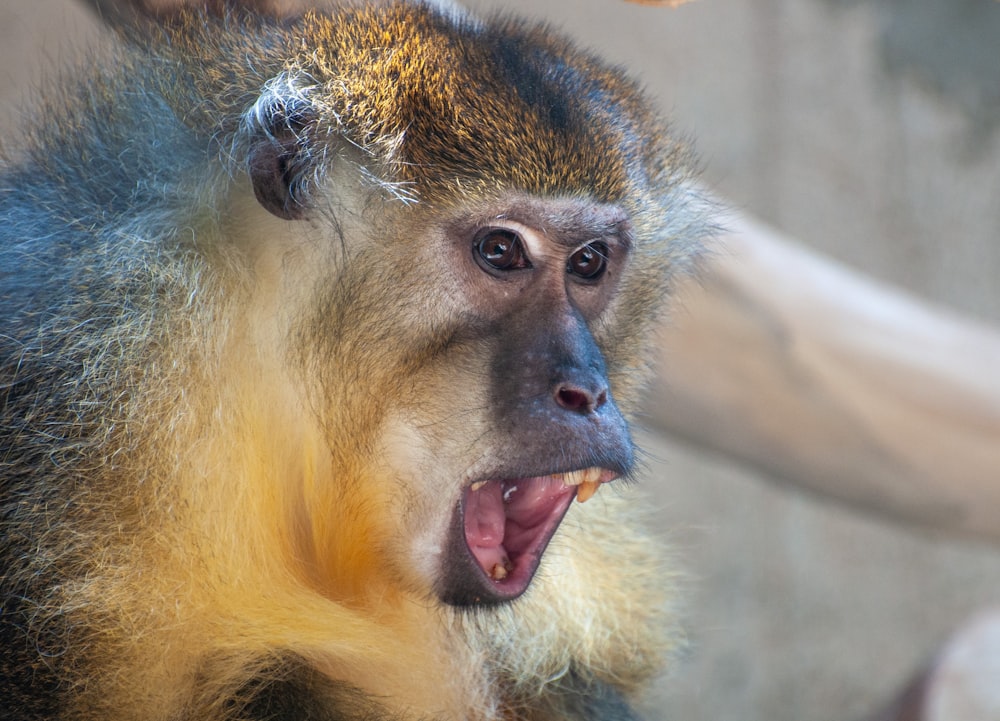 a close up of a monkey with its mouth open