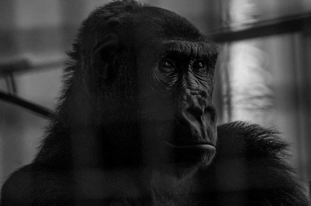 a black and white photo of a gorilla in a cage