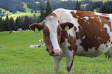 A brown and white cow with ear tags stands on a lush green pasture. In the background, more cows are grazing peacefully amid rolling green hills and a forest of evergreen trees. The scenery is serene and pastoral, with mountains faintly visible in the distance.