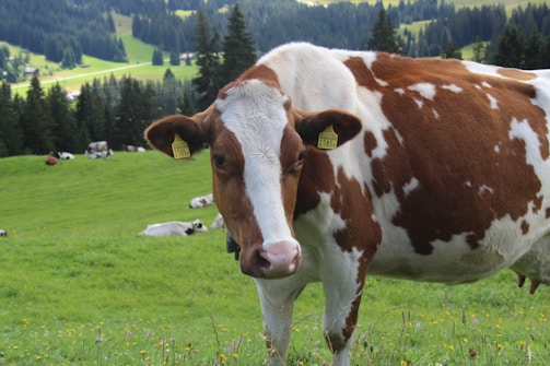 A brown and white cow with ear tags stands on a lush green pasture. In the background, more cows are grazing peacefully amid rolling green hills and a forest of evergreen trees. The scenery is serene and pastoral, with mountains faintly visible in the distance.