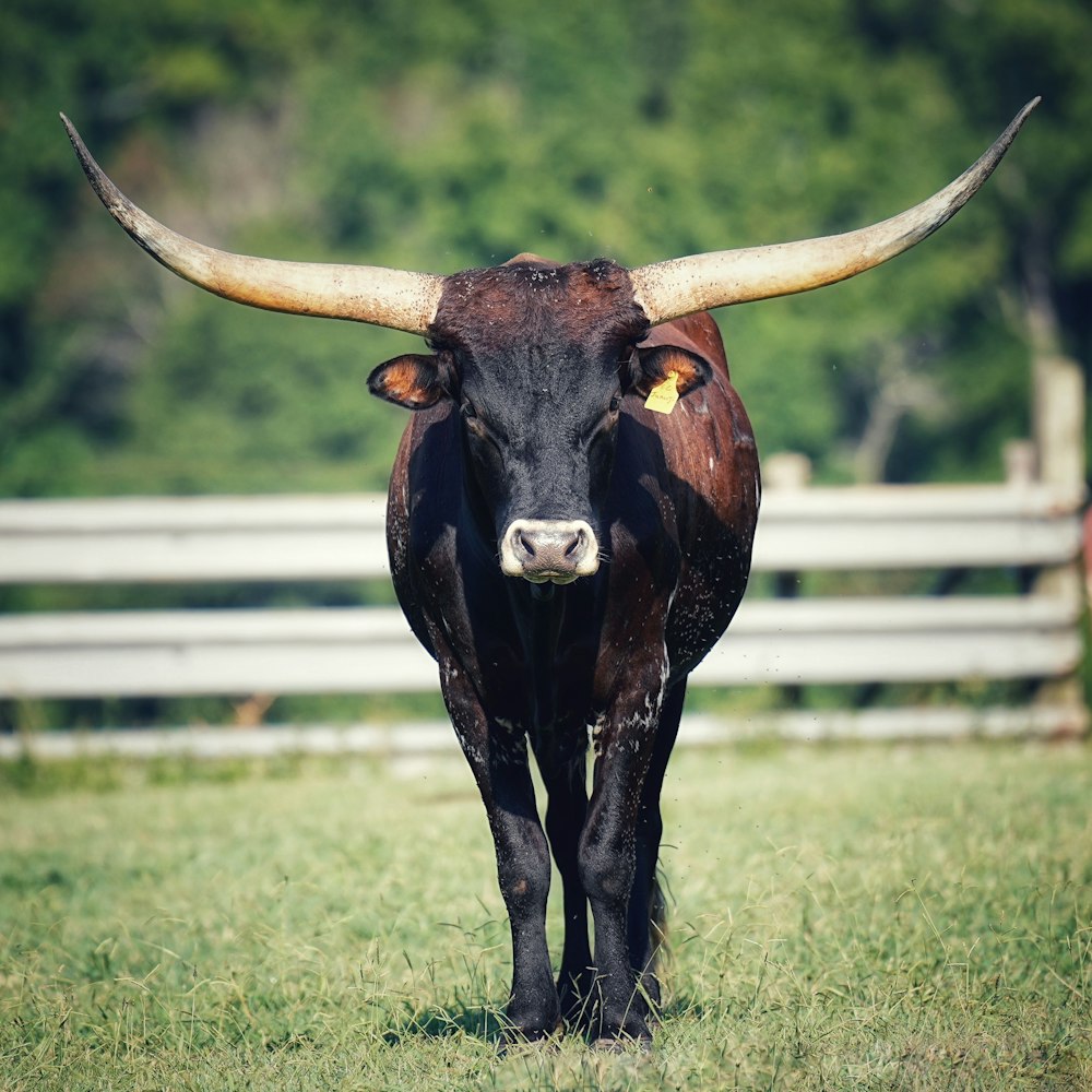 a bull with large horns standing in a field