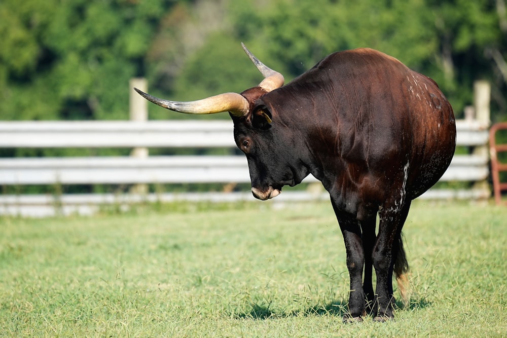 a bull with large horns standing in a field