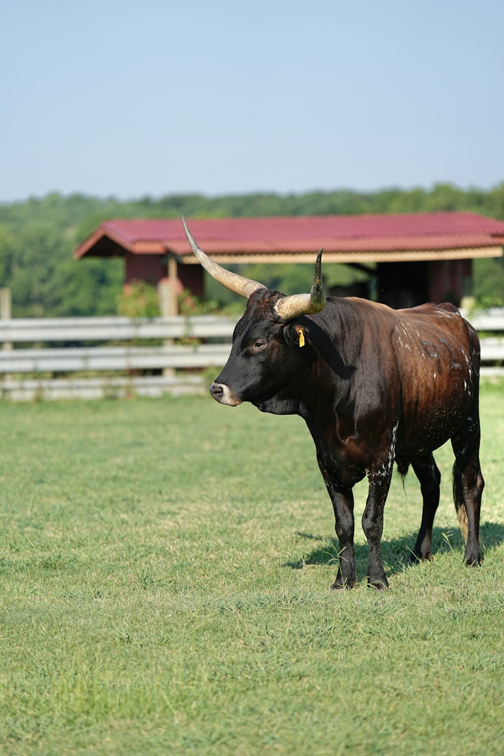 a bull with horns standing in a field