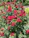 A close-up of a rustic metal trellis with vibrant climbing roses wrapping around it.