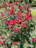 A close-up of a rustic metal trellis with vibrant climbing roses wrapping around it.