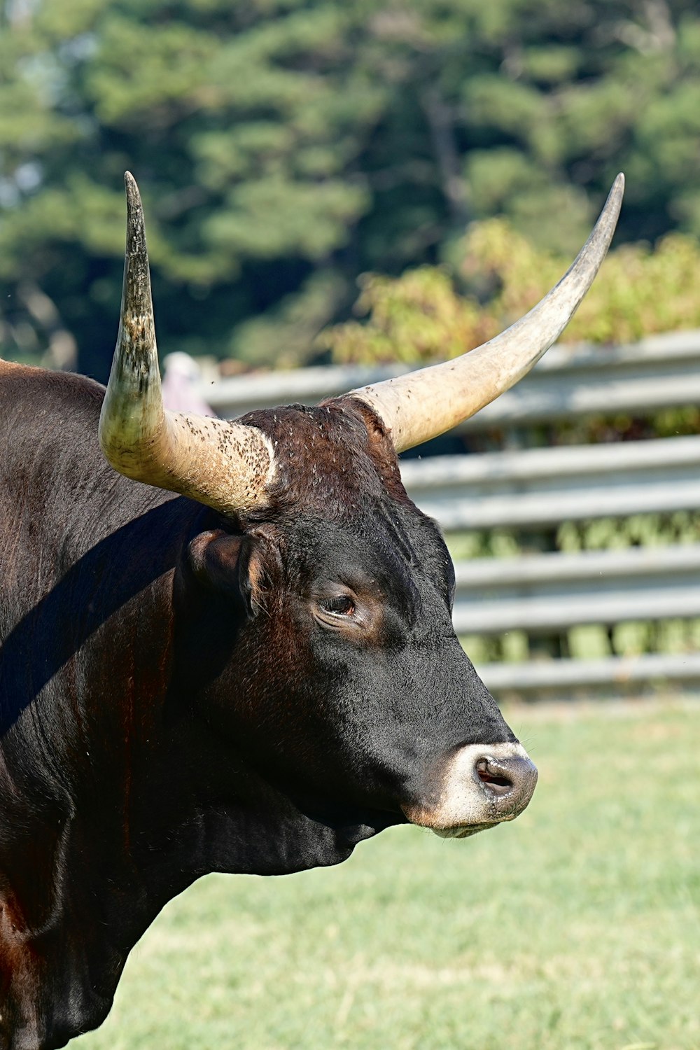 a bull with large horns standing in a field