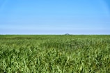 Open lot with green grass and clear blue sky, ready for building.