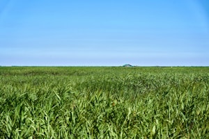 An open plot of land with green grass and clear blue sky, ready for building