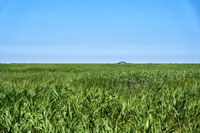 Open lot with green grass and clear blue sky, ready for building.