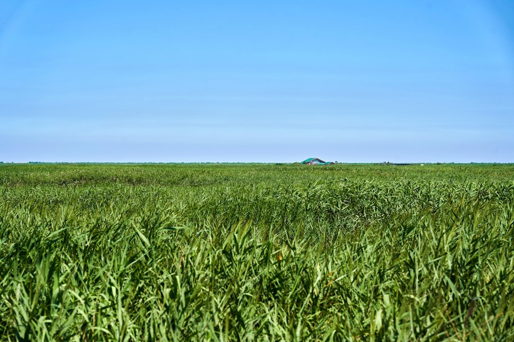 a field of tall grass with a house in the distance