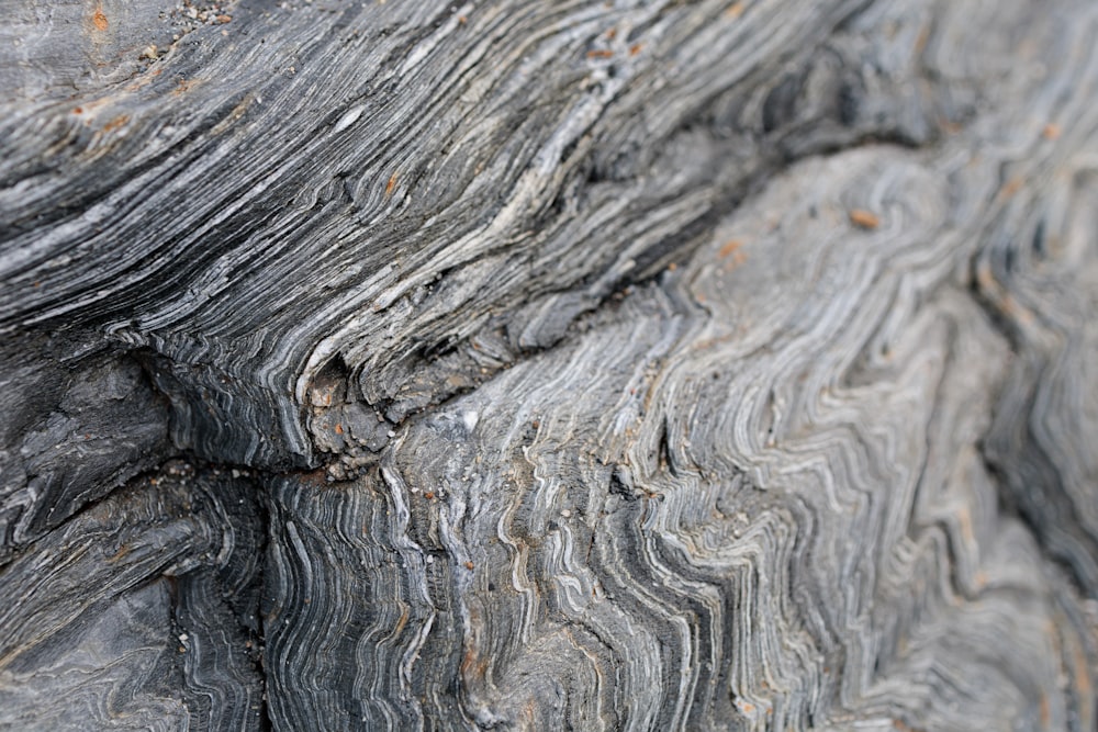 a close up of a tree trunk with a very interesting pattern