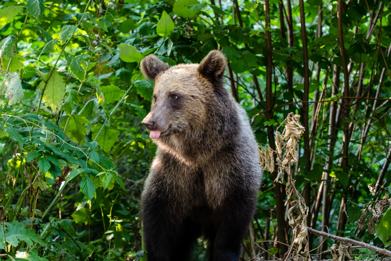 brown bear in the forest, sticking tongue out