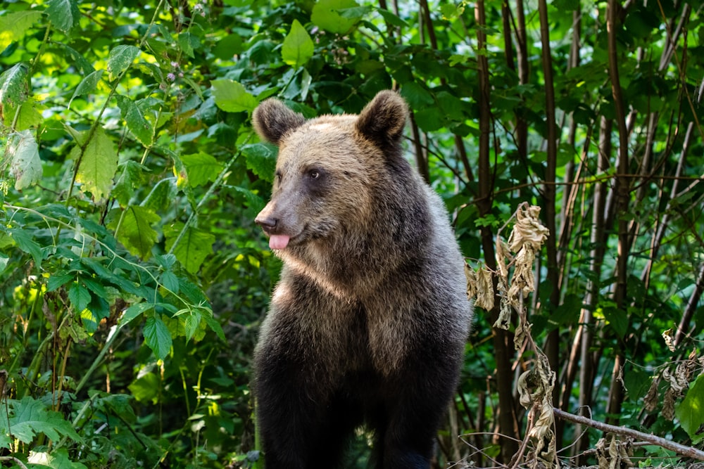 a brown bear standing in the middle of a forest