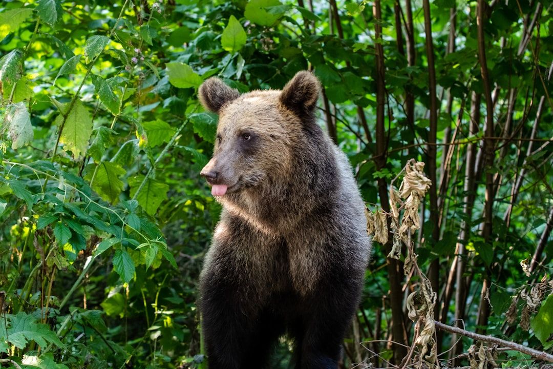a brown bear standing in the middle of a forest,
