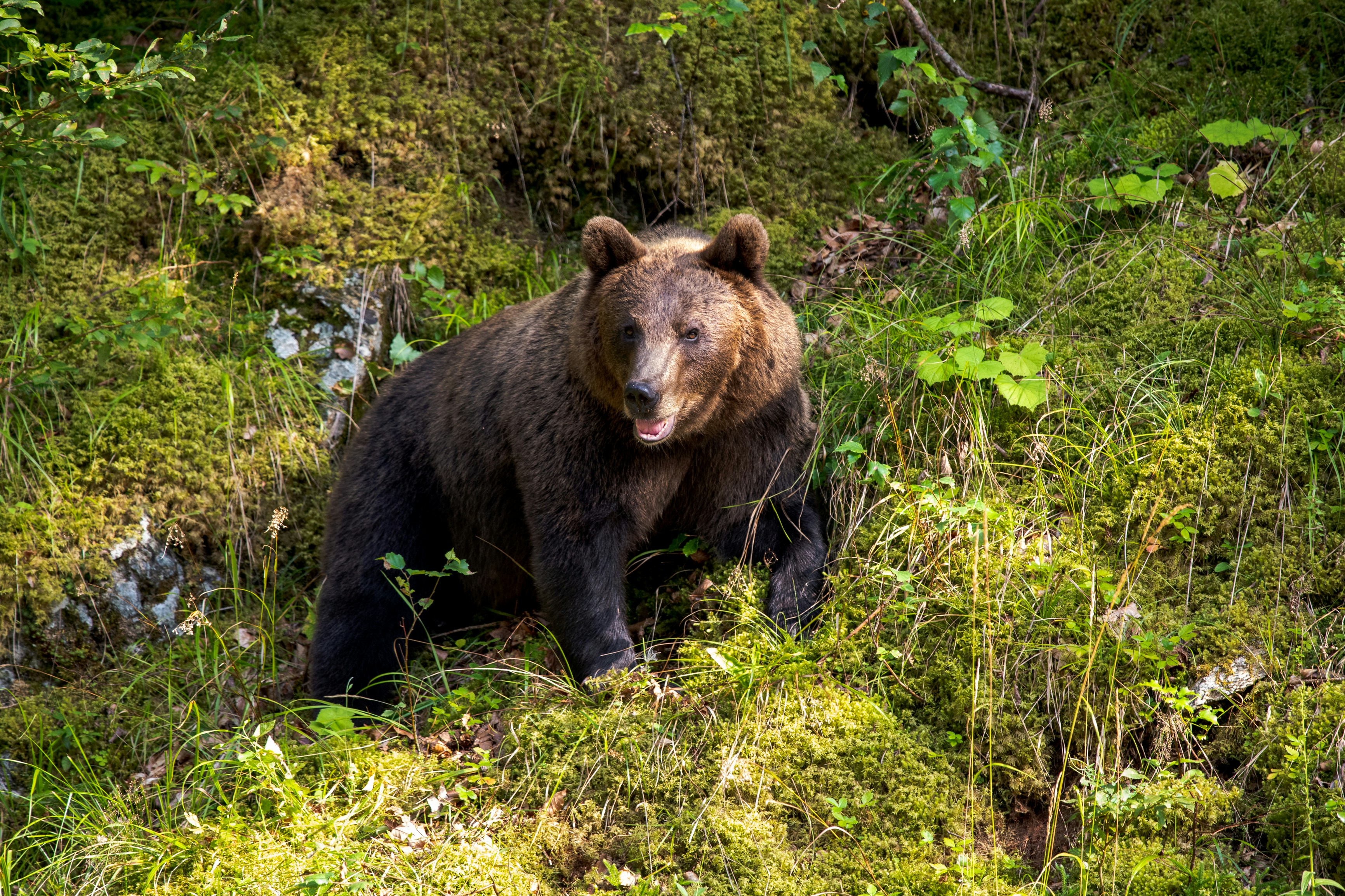 The Ripple Effect on Wild Bear Populations (image credits: unsplash)
