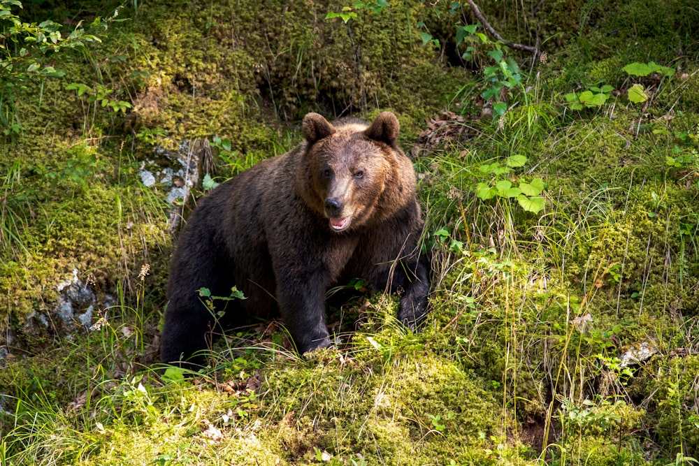 a brown bear walking through a lush green forest