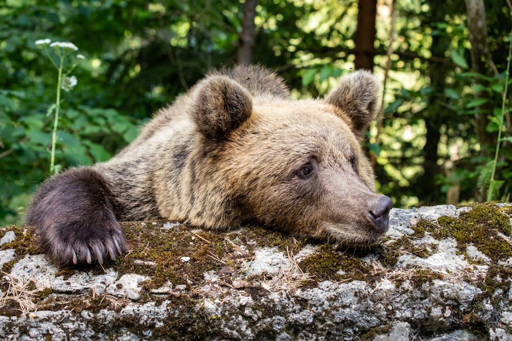 a brown bear laying on top of a moss covered rock