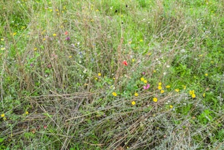 A panoramic view of vibrant wildflowers in a lush meadow.