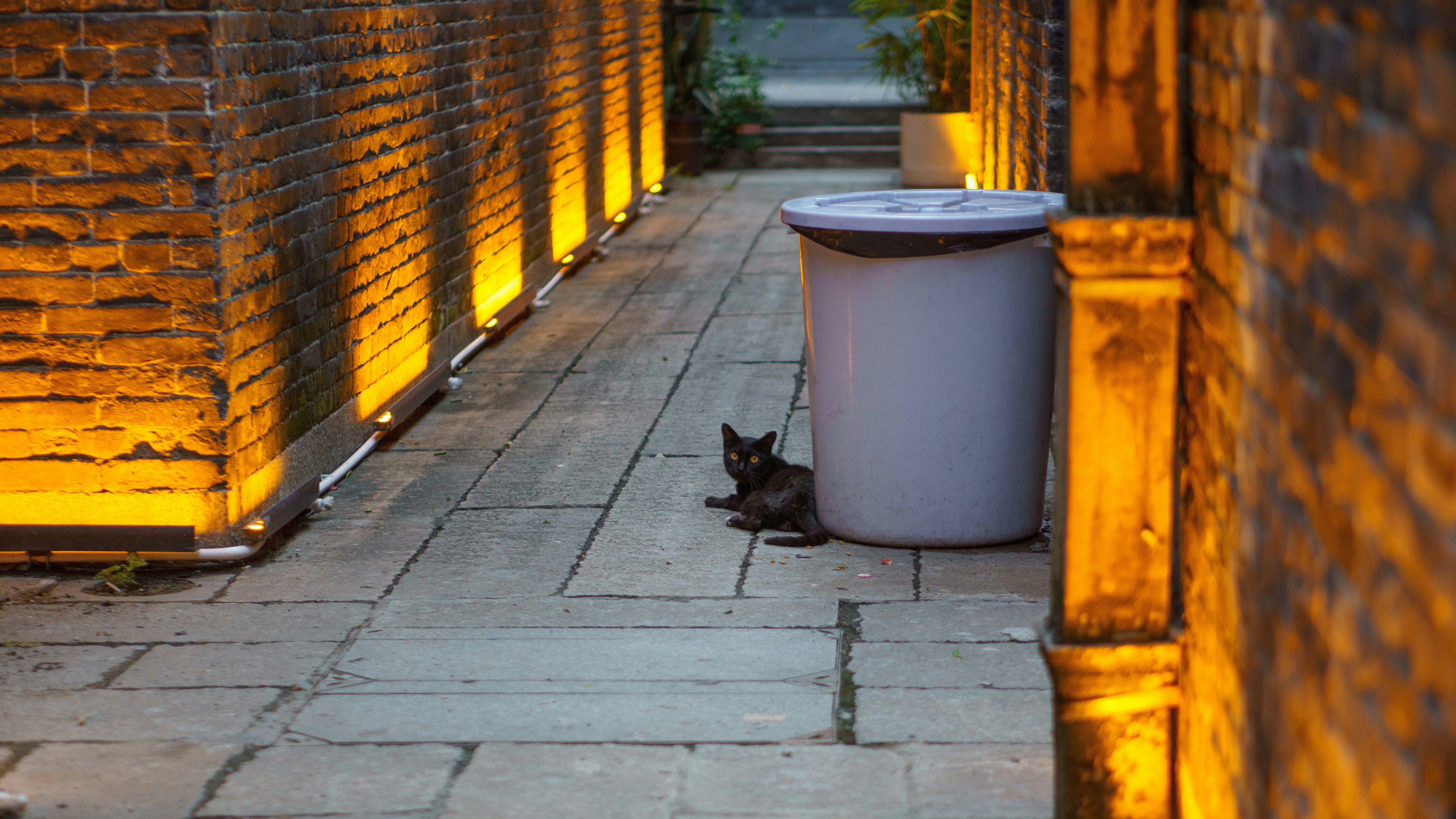 Un gatto nero seduto accanto a un bidone della spazzatura