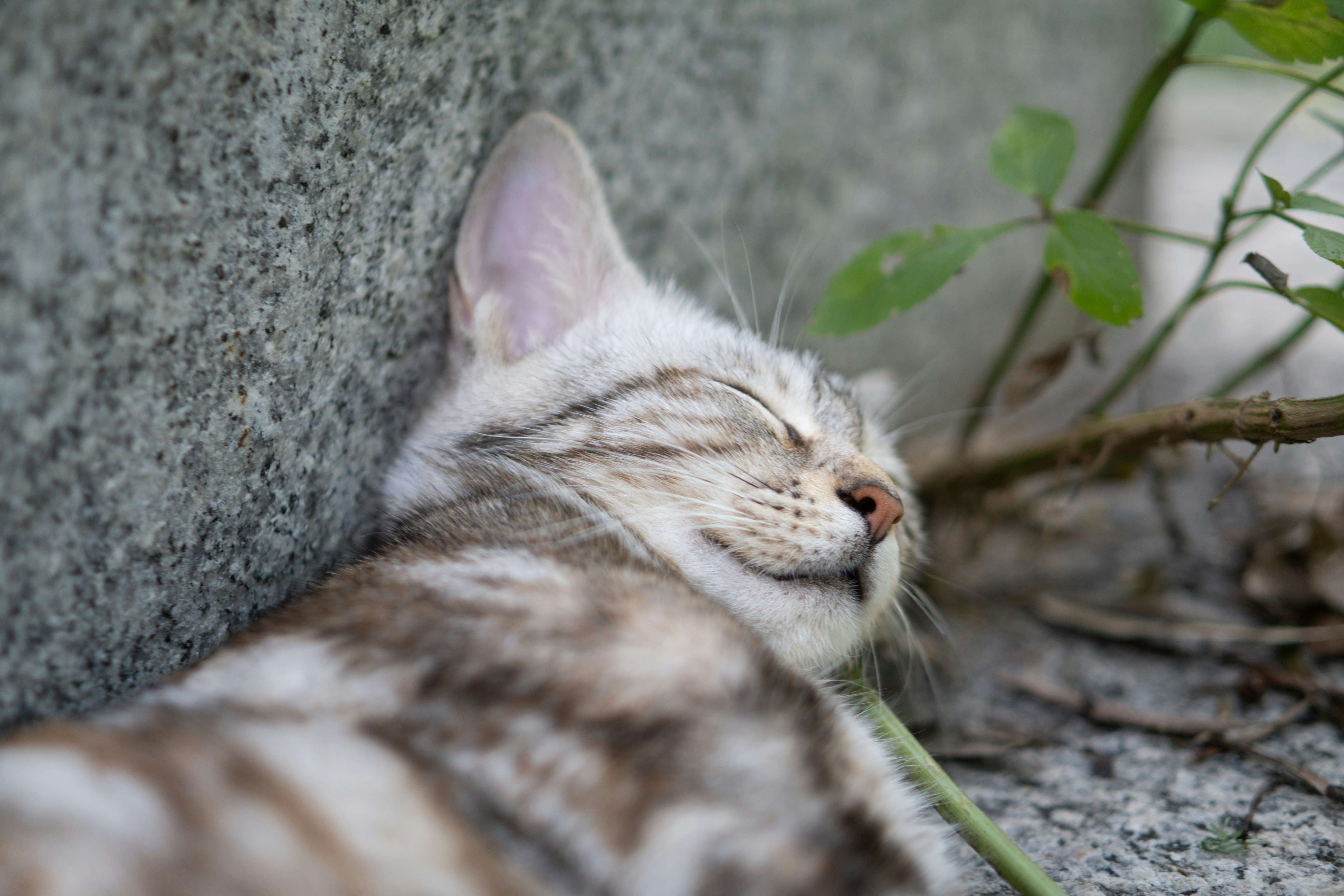 a cat sleeping on the ground next to a plant