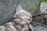 A light brown and white tabby cat is sleeping peacefully with its eyes closed, leaning against a rough stone surface. Nearby, there are green leaves and stems of plants around the cat, suggesting an outdoor setting.