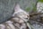A light brown and white tabby cat is sleeping peacefully with its eyes closed, leaning against a rough stone surface. Nearby, there are green leaves and stems of plants around the cat, suggesting an outdoor setting.